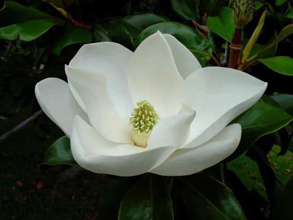 Le Residenze per Anziani Magnolia e L'ulivo - Portomaggiore